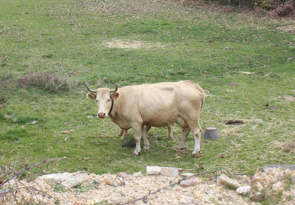 Casa Rural La Calzada El Payo Bagian luar foto